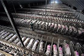 maialiallevamentiintensivi