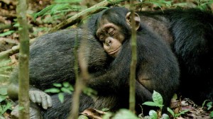 hi-chimpanzee-03-tiff-6col