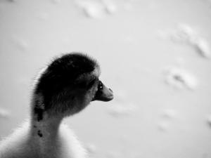 Io, Persona (Autofobia)