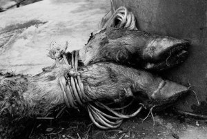 tumblr_ljwcjpJZK71qfwig6o1_500